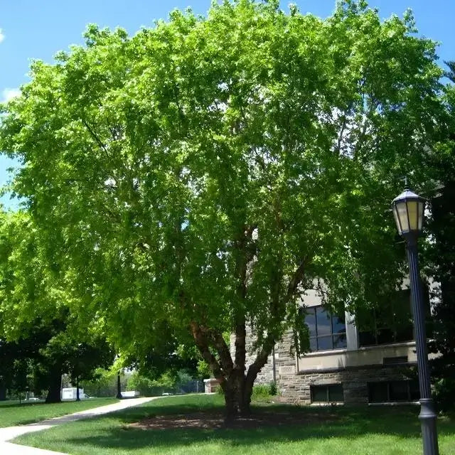 River Birch Tree - TN Nursery