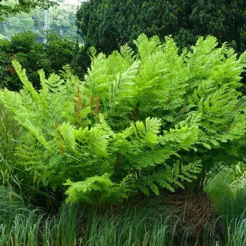 Royal Fern - TN Nursery