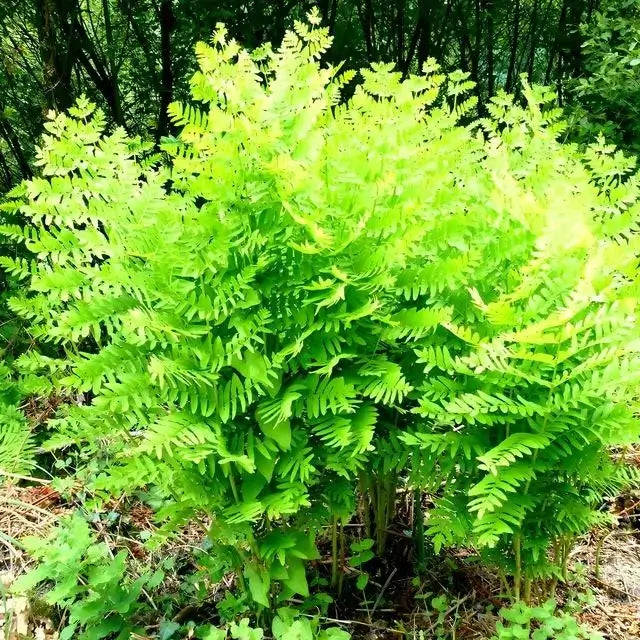 Royal Fern - TN Nursery