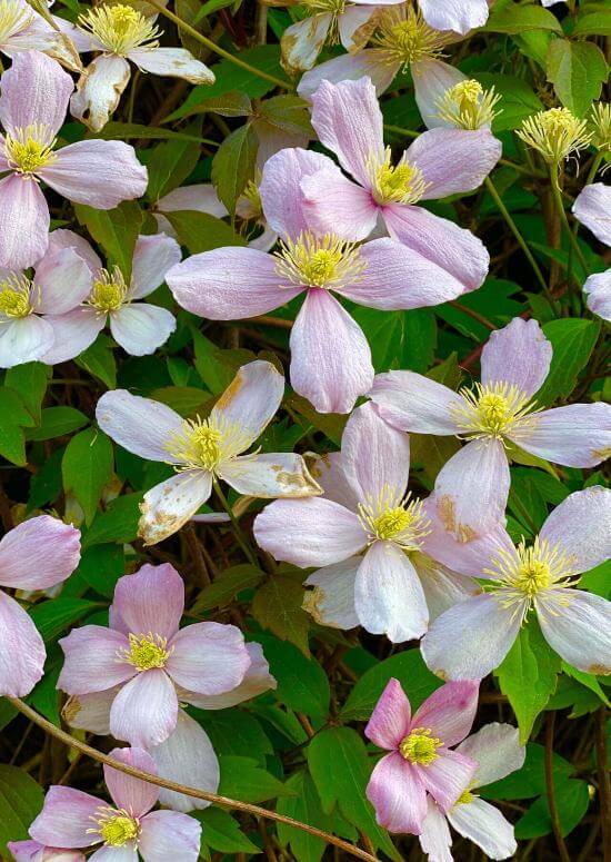 Pink and white clematis flowers in Exploring Anemone Plant article