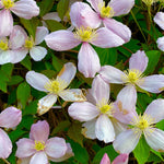 Rue Anemone - TN Nursery