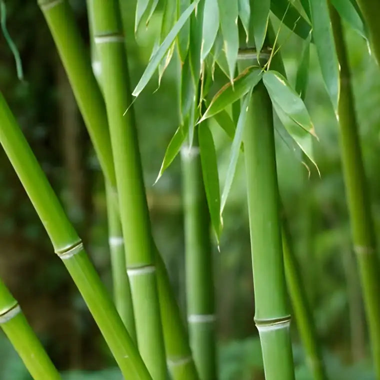 Running Bamboo - TN Nursery