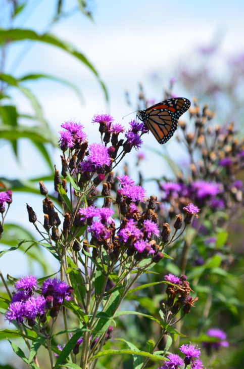 ironweed plant