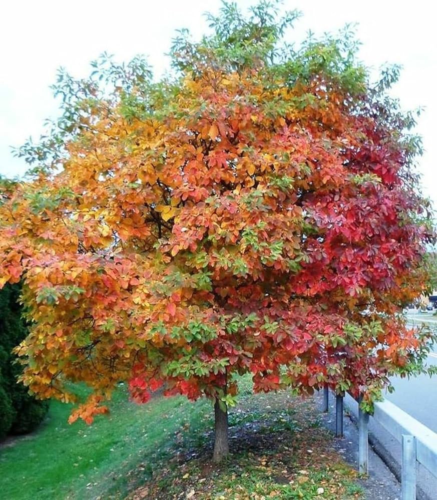 Sassafras Tree - TN Nursery