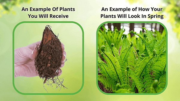 Sensitive Fern root ball held in hand with dark soil and visible roots