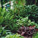 Diverse array of green plants and shrubs in a garden setting