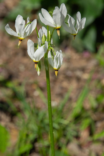 Shooting Star Plant - TN Nursery