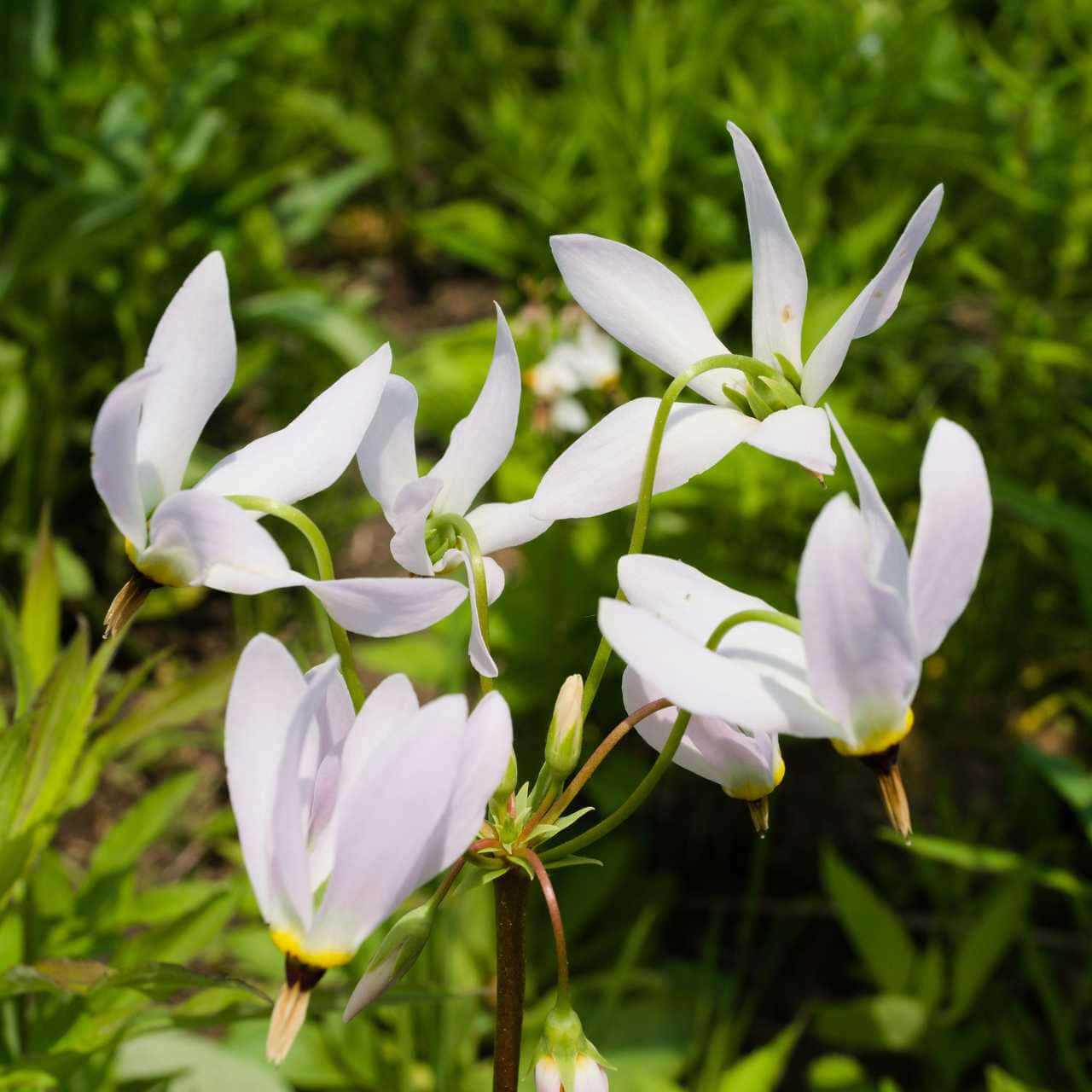 Shooting Star Plant - TN Nursery