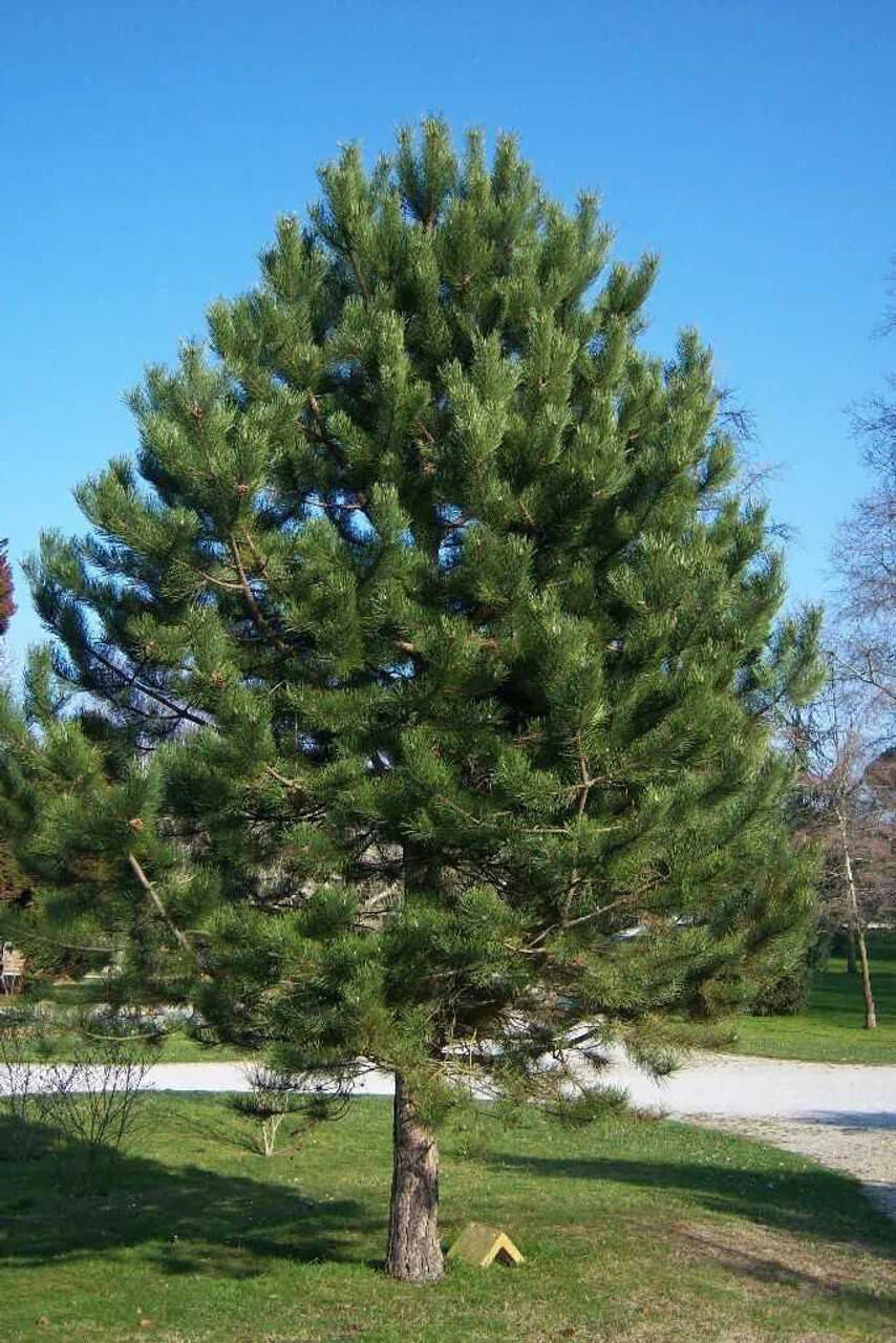 Shortleaf Pine - TN Nursery