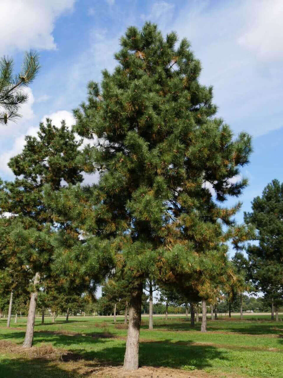 Shortleaf Pine - TN Nursery