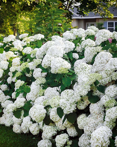 Beautiful Snowball Viburnum with large round white flower clusters