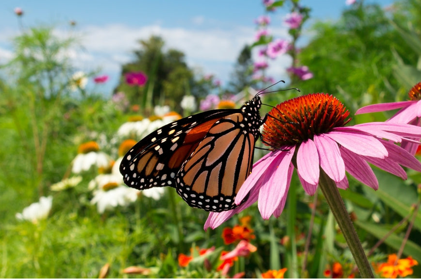 Native Plants
Strong Roots
A Better World