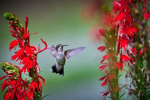 Perfect Pollinator Plants