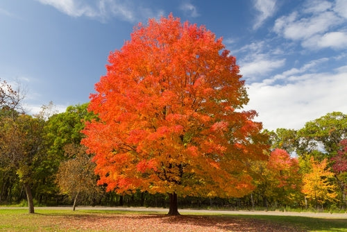 Colorful Fall Foliage