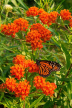 Butterfly Weed