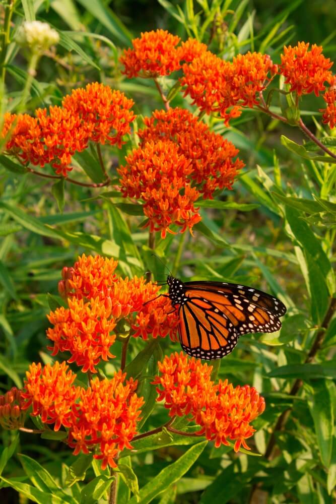Butterfly Weed
