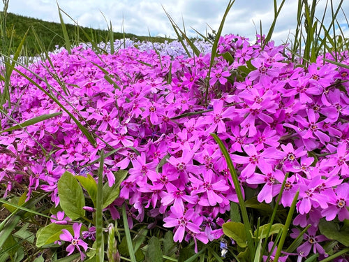 Find the Perfect Plants For Your Garden at TN Nursery