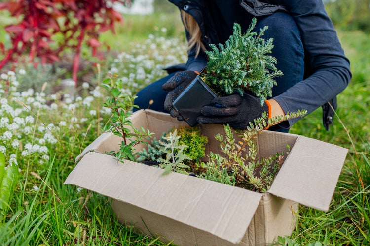Find the Perfect Plants For Your Garden at TN Nursery