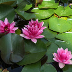 lily pads - TN Nursery