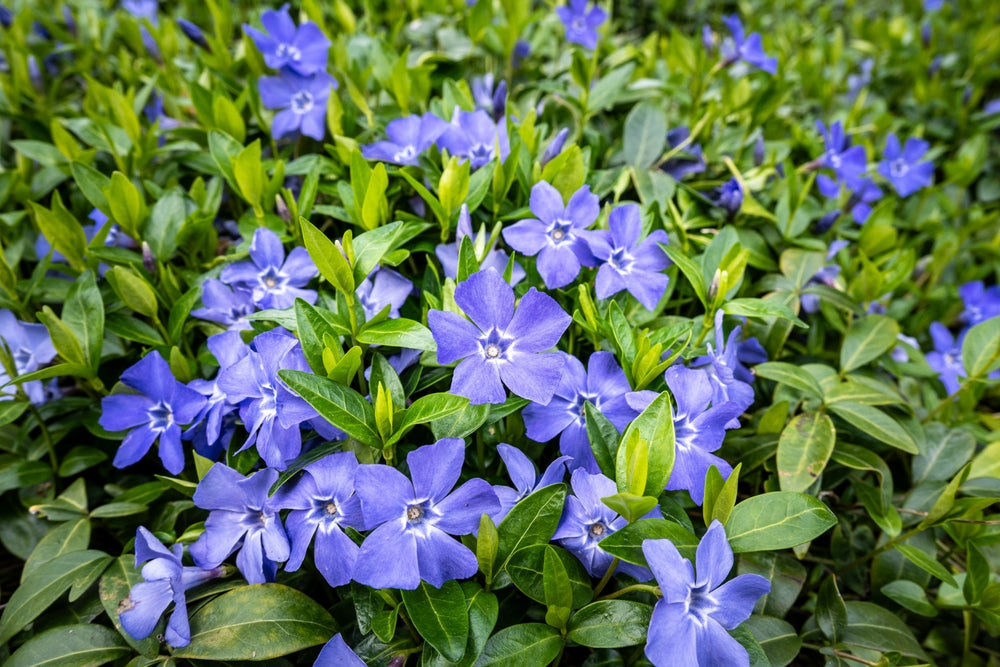 A vibrant cluster of purple periwinkle flowers with five petals each, nestled among lush green foliage.