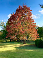 silver maple tree