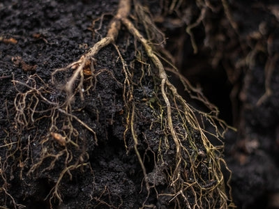 Survival Rates of Bare Root Plants vs. Container Plants: A 10-Year Study