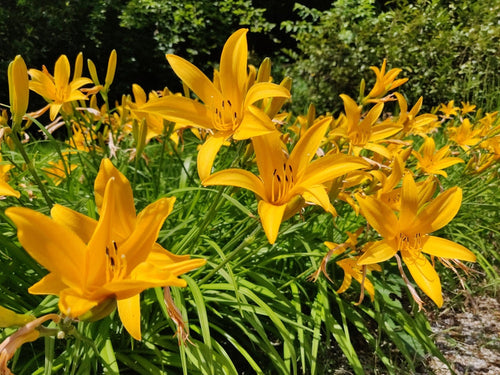 Find the Perfect Plants For Your Garden at TN Nursery