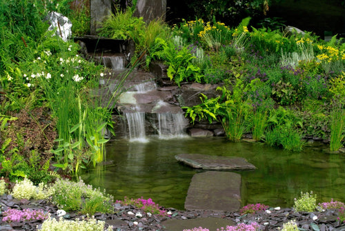 Find the Perfect Plants For Your Garden at TN Nursery