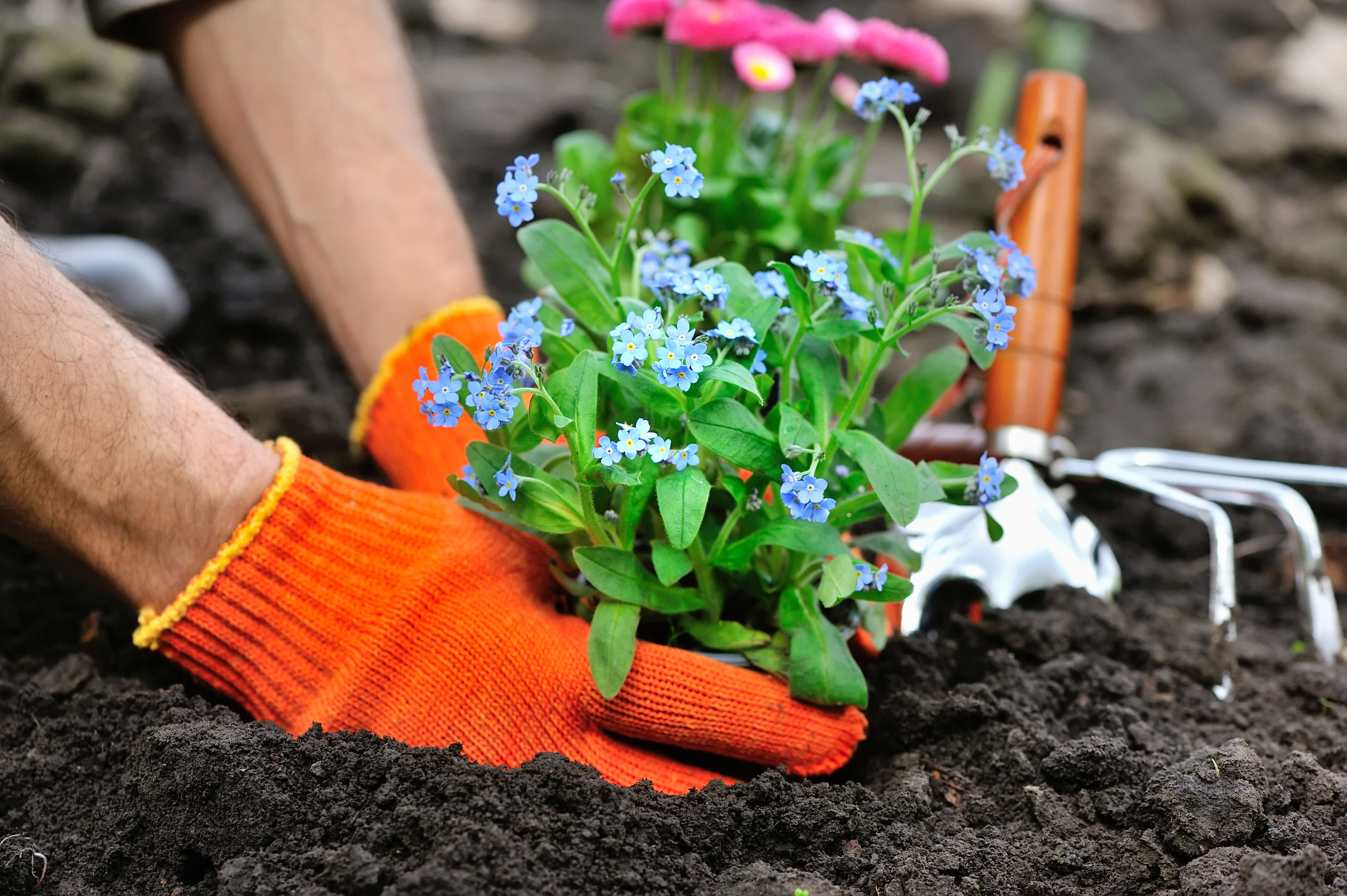 Tree Nursery Co Buy Garden Plants Affordable Online   Shutterstock 418361296 1 