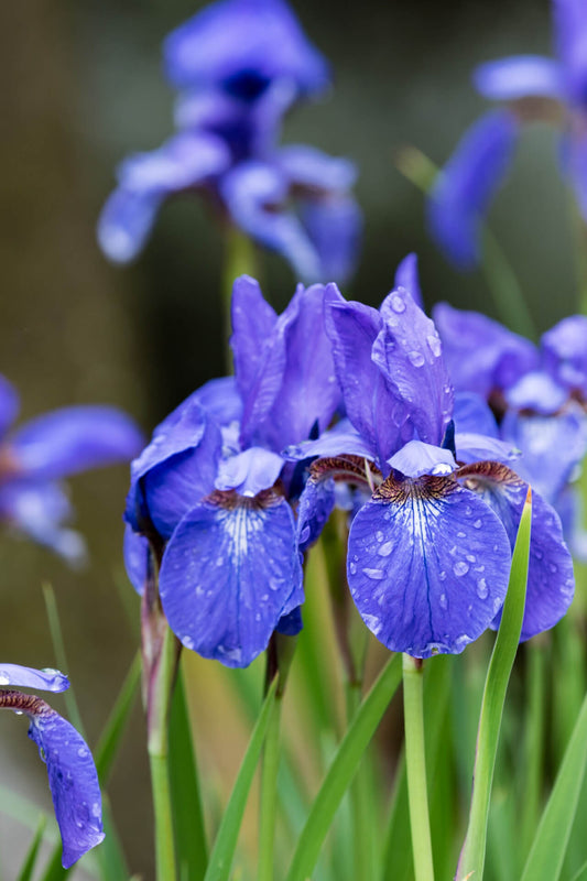 Siberian Iris - TN Nursery