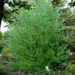 Silky Willow - TN Nursery