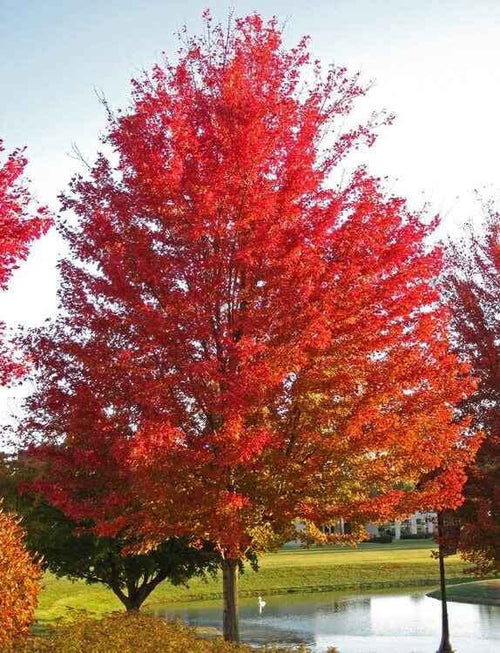 Silver Maple Live Stakes