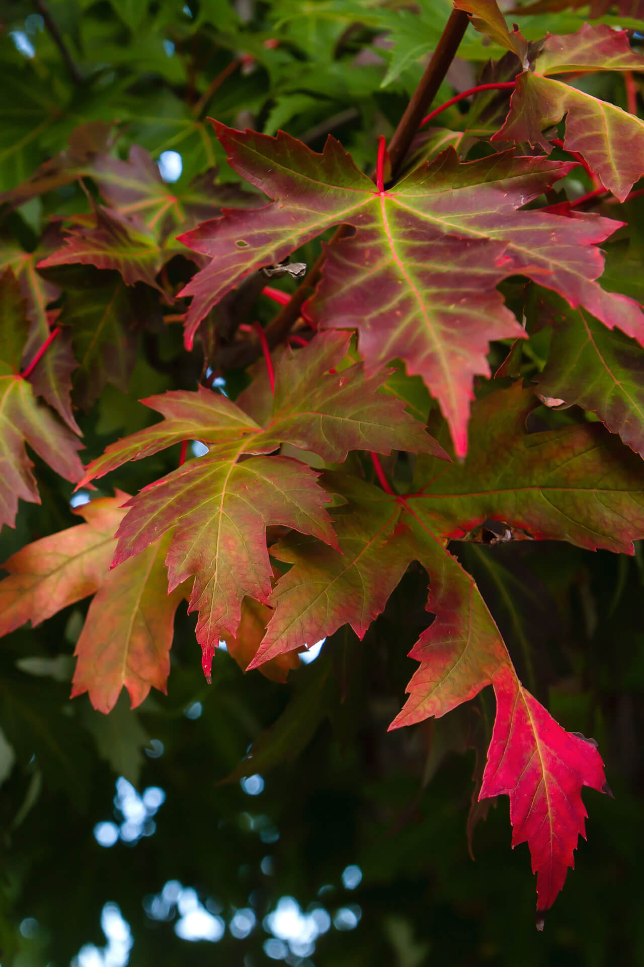 Silver Maple Seedlings - TN Nursery