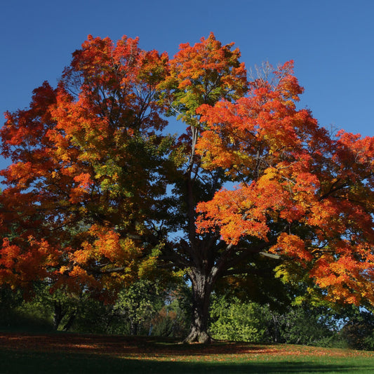 Silver Maple Tree - TN Nursery