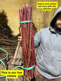 Bundle of reddish-brown Silver Maple live stakes tied with green straps