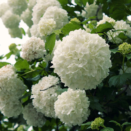 Snowball Hydrangea - TN Nursery