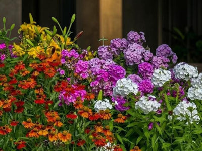 Landscaping Essentials: Embracing Native Plants
