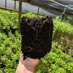 Green Giant Arborvitae #1 Gal - TN Nursery