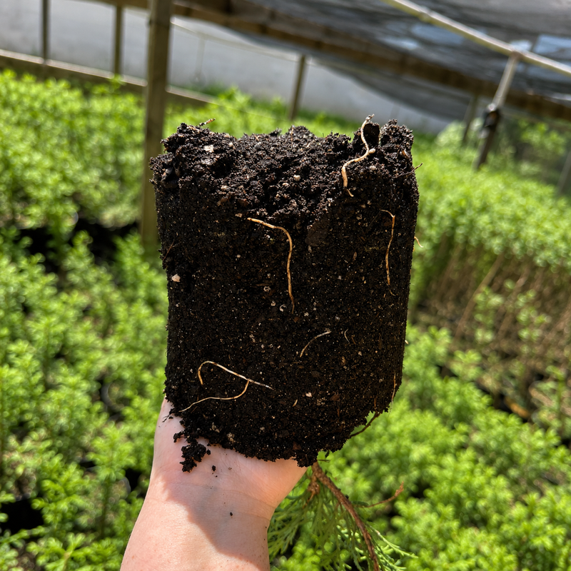 Green Giant Arborvitae #1 Gal - TN Nursery