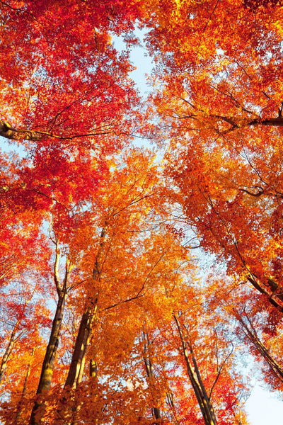 Sourwood Tree