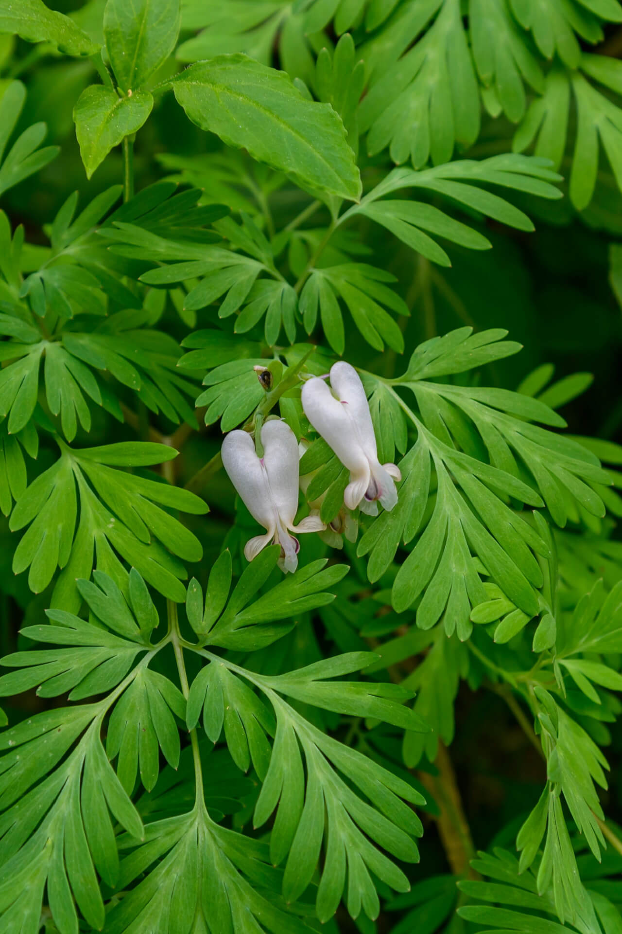 Squirrel Corn - TN Nursery