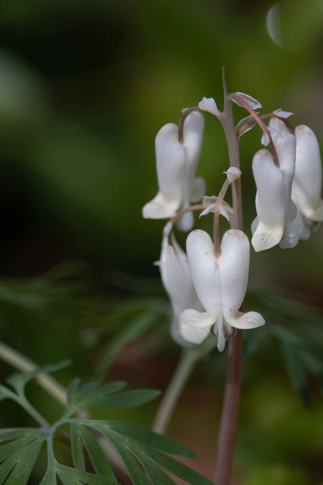 Squirrel Corn - TN Nursery