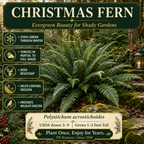 Christmas Fern