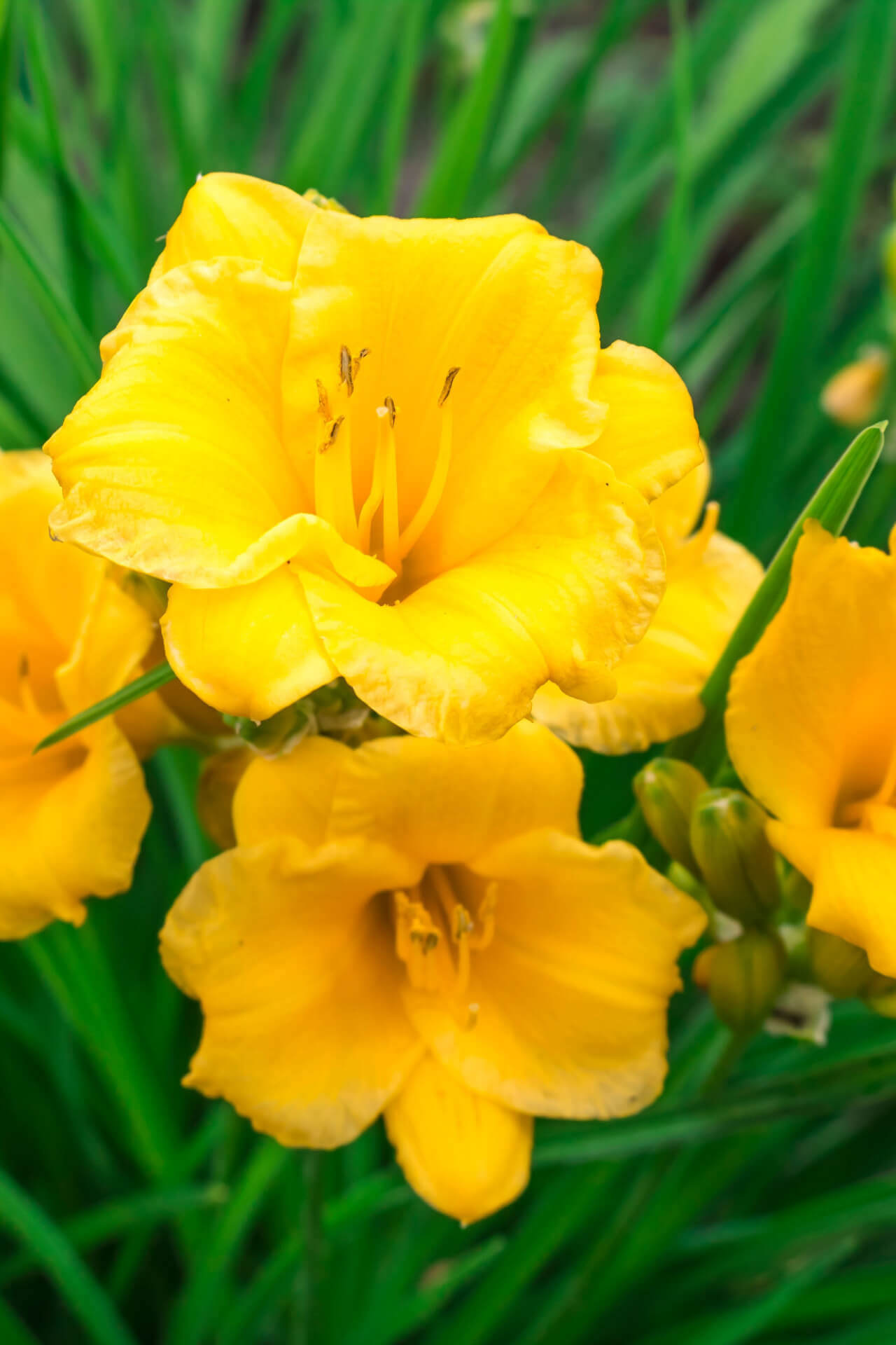 Stella De Oro Daylily - TN Nursery