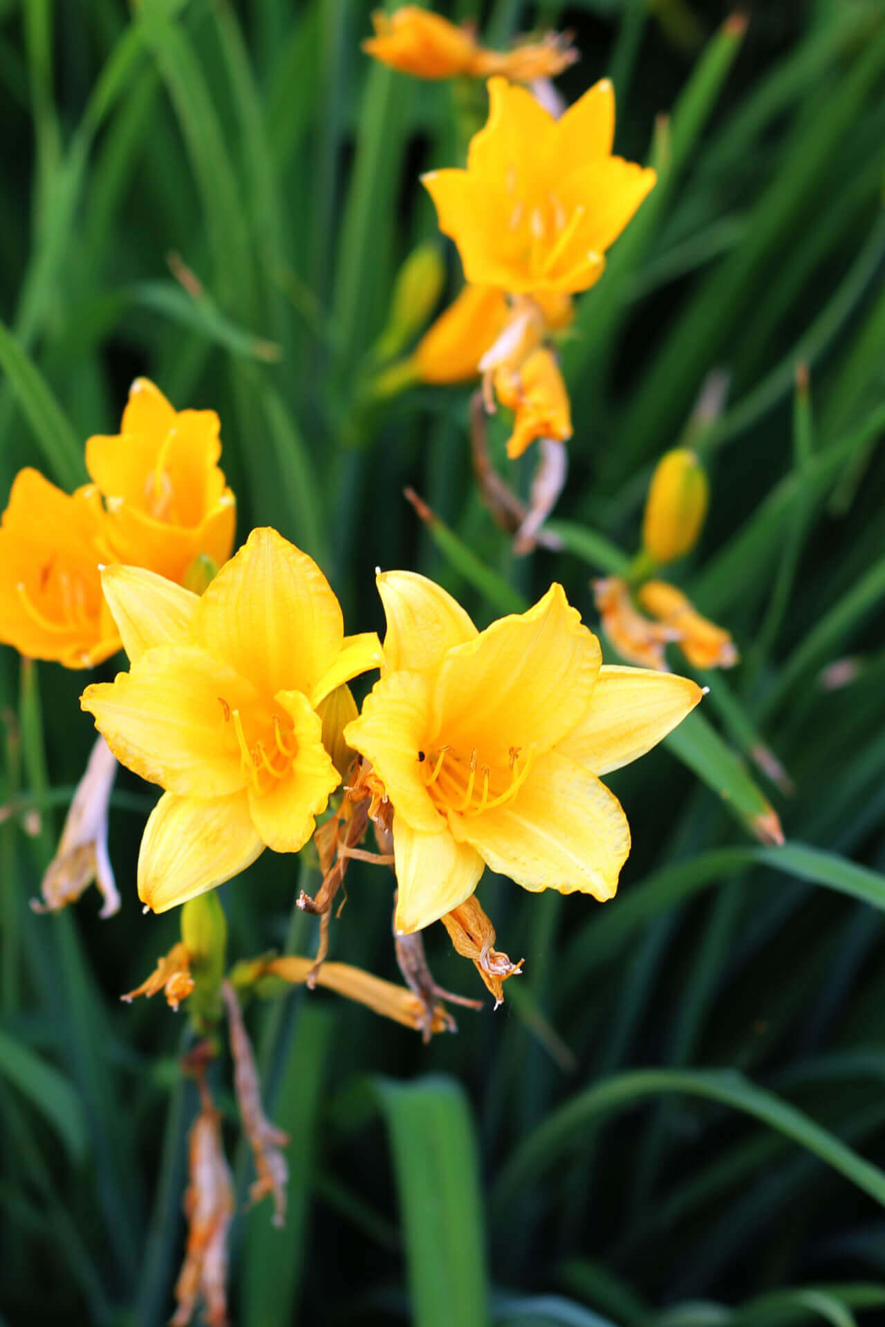 Stella De Oro Daylily - TN Nursery