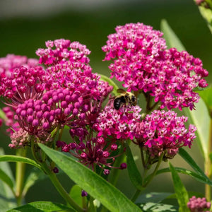 milkweed plant - tn nursery