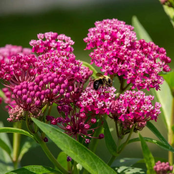 milkweed plant - tn nursery