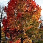 Sweet Gum Seedlings - TN Nursery