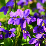 Sweet Violet - TN Nursery