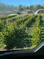 Rows of lush green Sweet Bay Magnolia plants in neat rows under blue sky